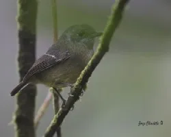 Dysithamnus mentalis