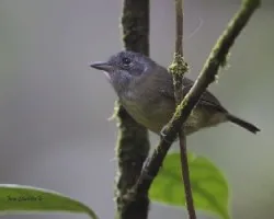 Dysithamnus mentalis