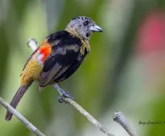 Ramphocelus passerinii