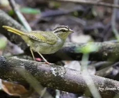 Arremonops rufivirgatus