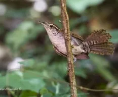 Thryothorus rufalbus