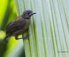 Mitrospingus cassinii