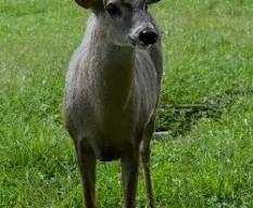 Odocoileus virginianus