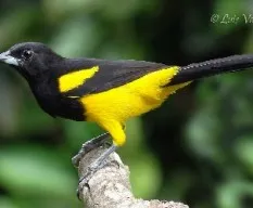 Icterus prosthemelas