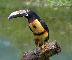 Pteroglossu torquatus