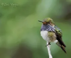 Selasphorus flammula