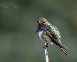 Selasphorus flammula