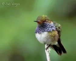 Selasphorus flammula