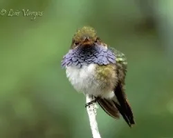 Selasphorus flammula