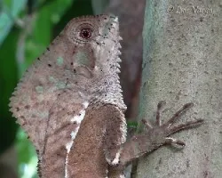 Corytophanes cristatus