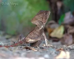 Corytophanes cristatus