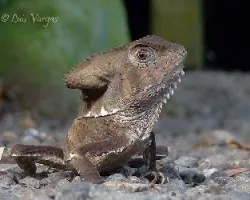 Corytophanes cristatus