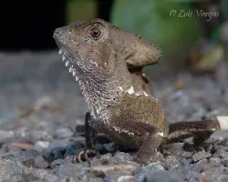 Corytophanes cristatus