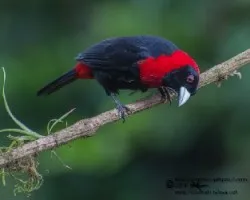 Ramphocelus sanguinolentus