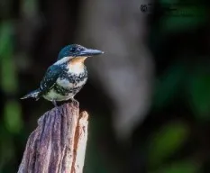 Chloroceryle americana