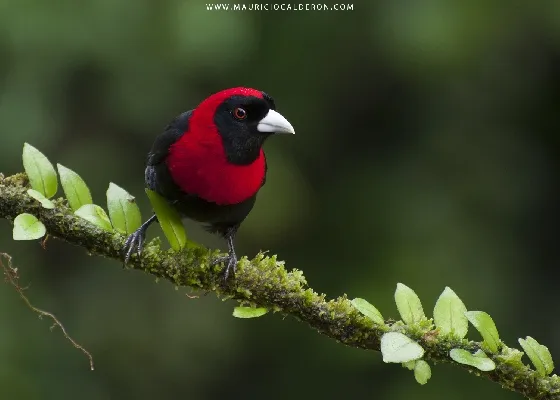 Ramphocelus sanguinolentus