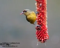 Euphonia gouldi