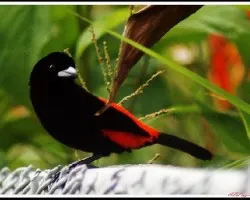 Ramphocelus costaricensis