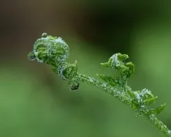 Helecho con gotas