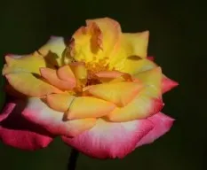 Rosa