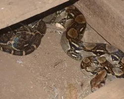 Boa constrictor