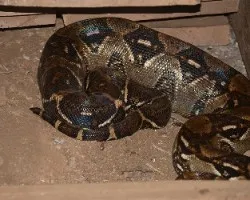 Boa constrictor