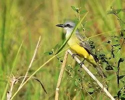 Tyrannus melancholichus