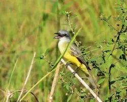 Tyrannus melancholichus