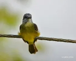 Tyrannus melancholicus