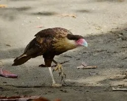 Caracara plancus