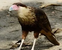 Caracara plancus