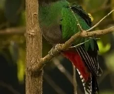 Pharomachrus mocinno