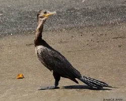 Phalacrocorax brasilianus