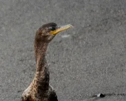 Phalacrocorax brasilianus