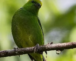 Chlorophonia callophrys