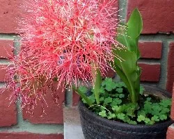 Scadoxus multiflorus
