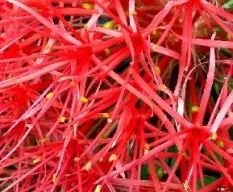 Scadoxus multiflorus