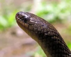Liophis miliaris