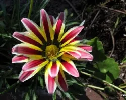 Gazania
