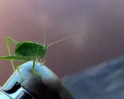 Tettigoniidae