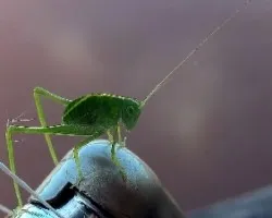 Tettigoniidae