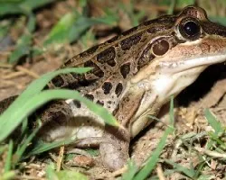 Leptodactylus latrans (l. ocellatus)