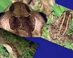 Leptodactylus latrans (l. ocellatus)