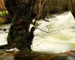 El rincón de las ninfas