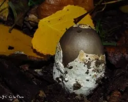 Como un huevo de Pascua