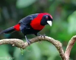 Ramphocelus sanguinolentus