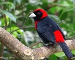 Ramphocelus sanguinolentus