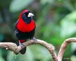 Ramphocelus sanguinolentus