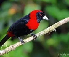 Ramphocelus sanguinolentus