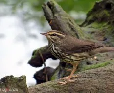 Parkesia noveboracensis